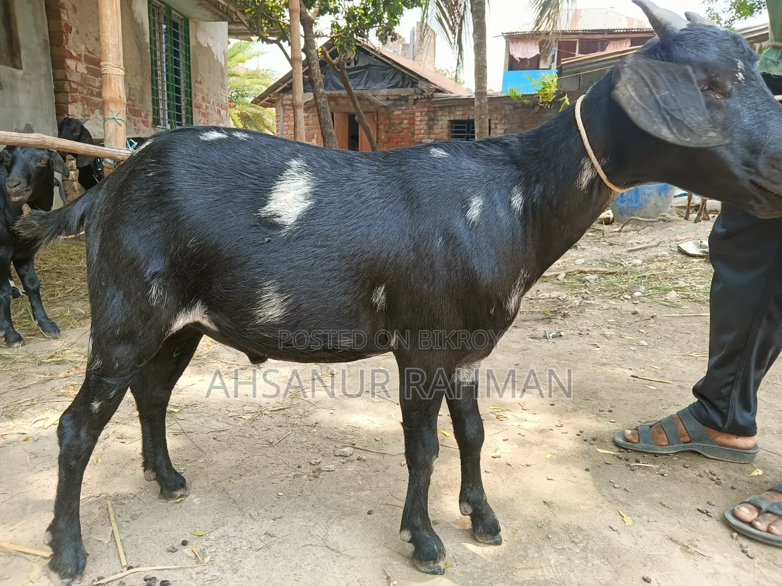 কোরবানির ছাগল জোড়া
