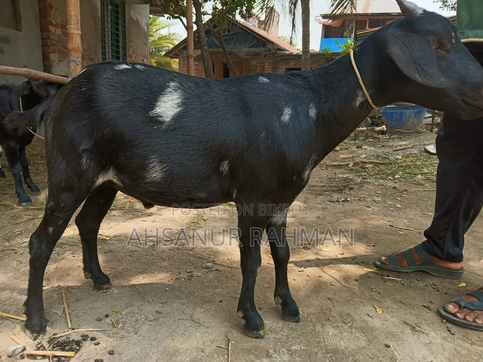 কোরবানির ছাগল জোড়া
