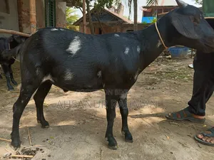 কোরবানির ছাগল জোড়া