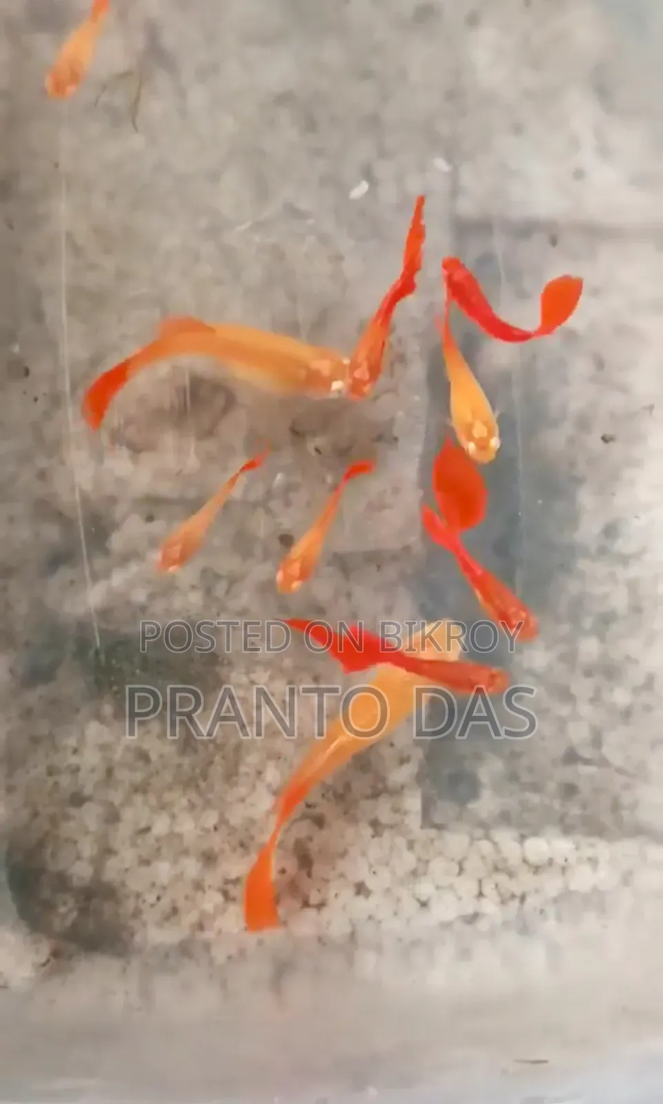 Red Moscow Guppy Brud Size