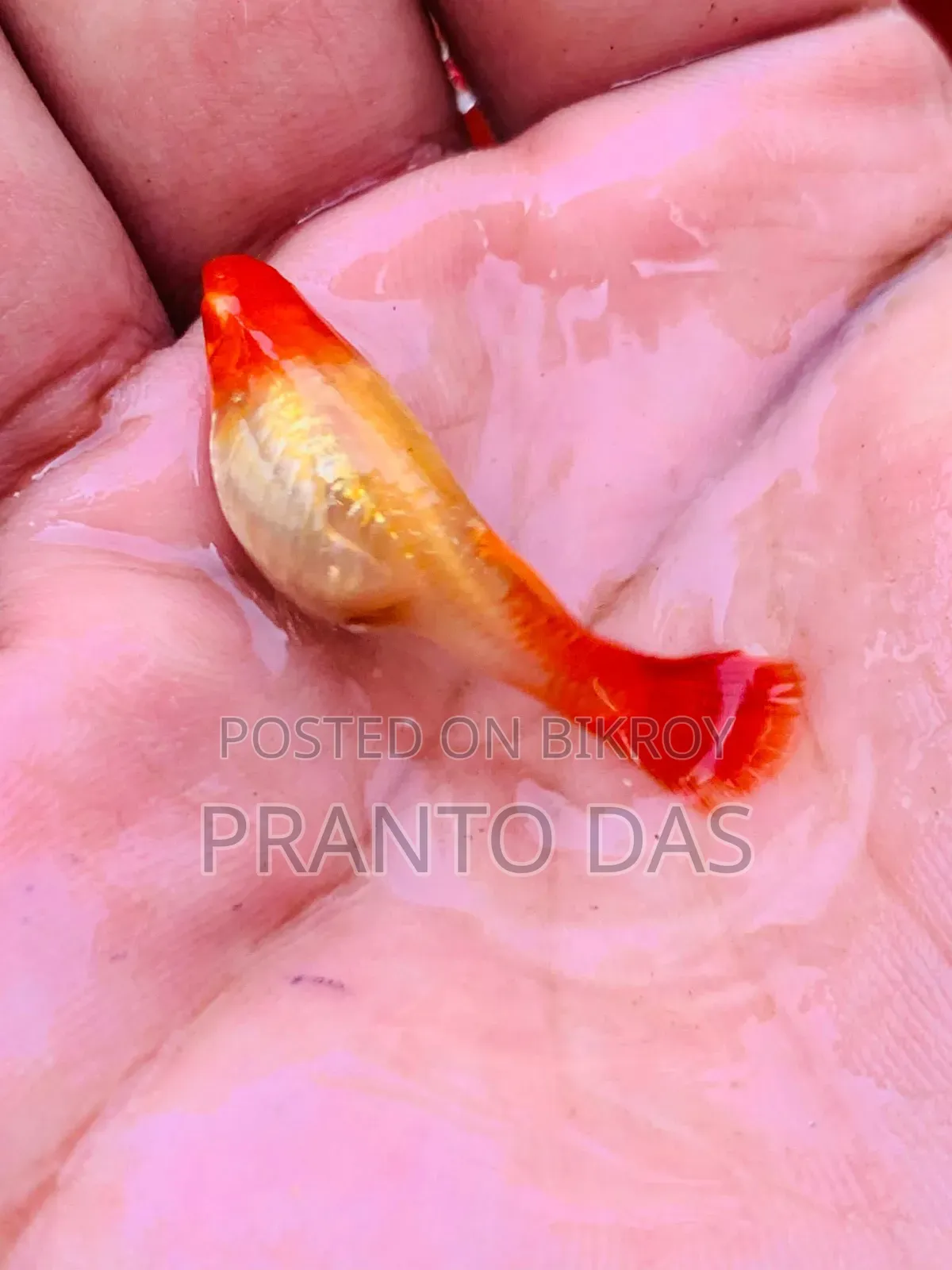 Red Moscow Guppy Brud Size