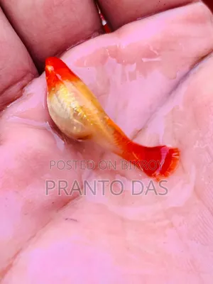 Red Moscow Guppy Brud Size