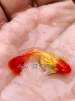 Red Moscow Guppy Brud Size