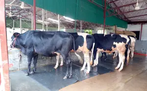 ৫টি এড়ে ষাঁড় গরু । (১২২৬নং)