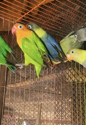 হাই মিউটেশন লাভবার্ডস