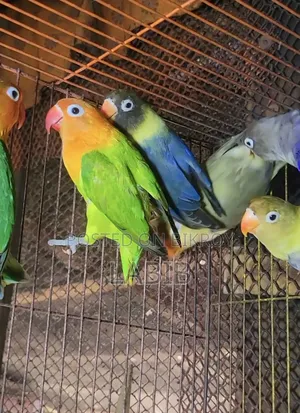 High Mutation Lovebirds