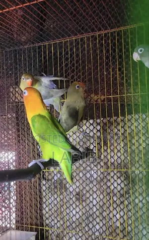 High Mutation Lovebirds