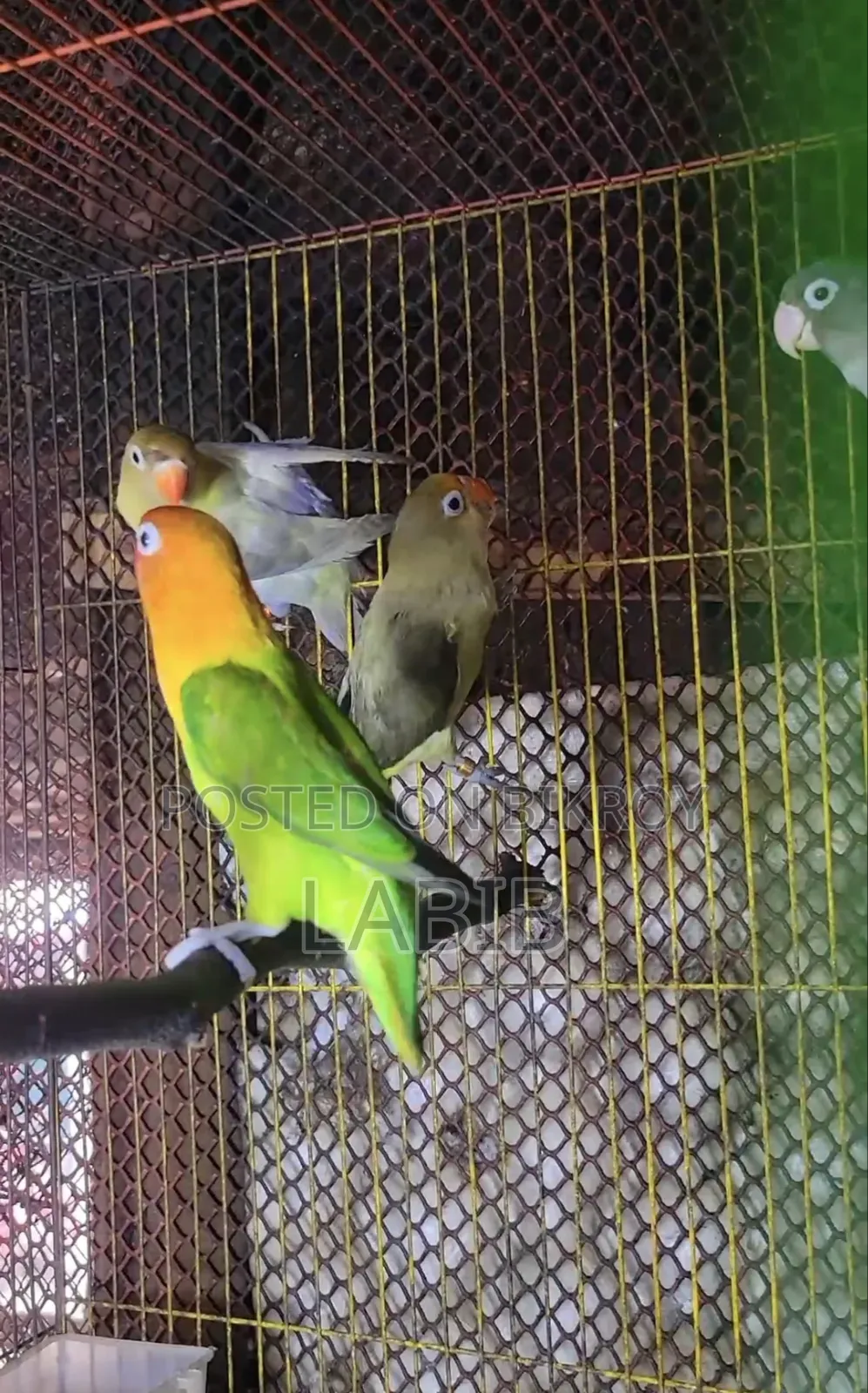 High Mutation Lovebirds