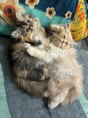 1-3 Months Female Purebred Persian