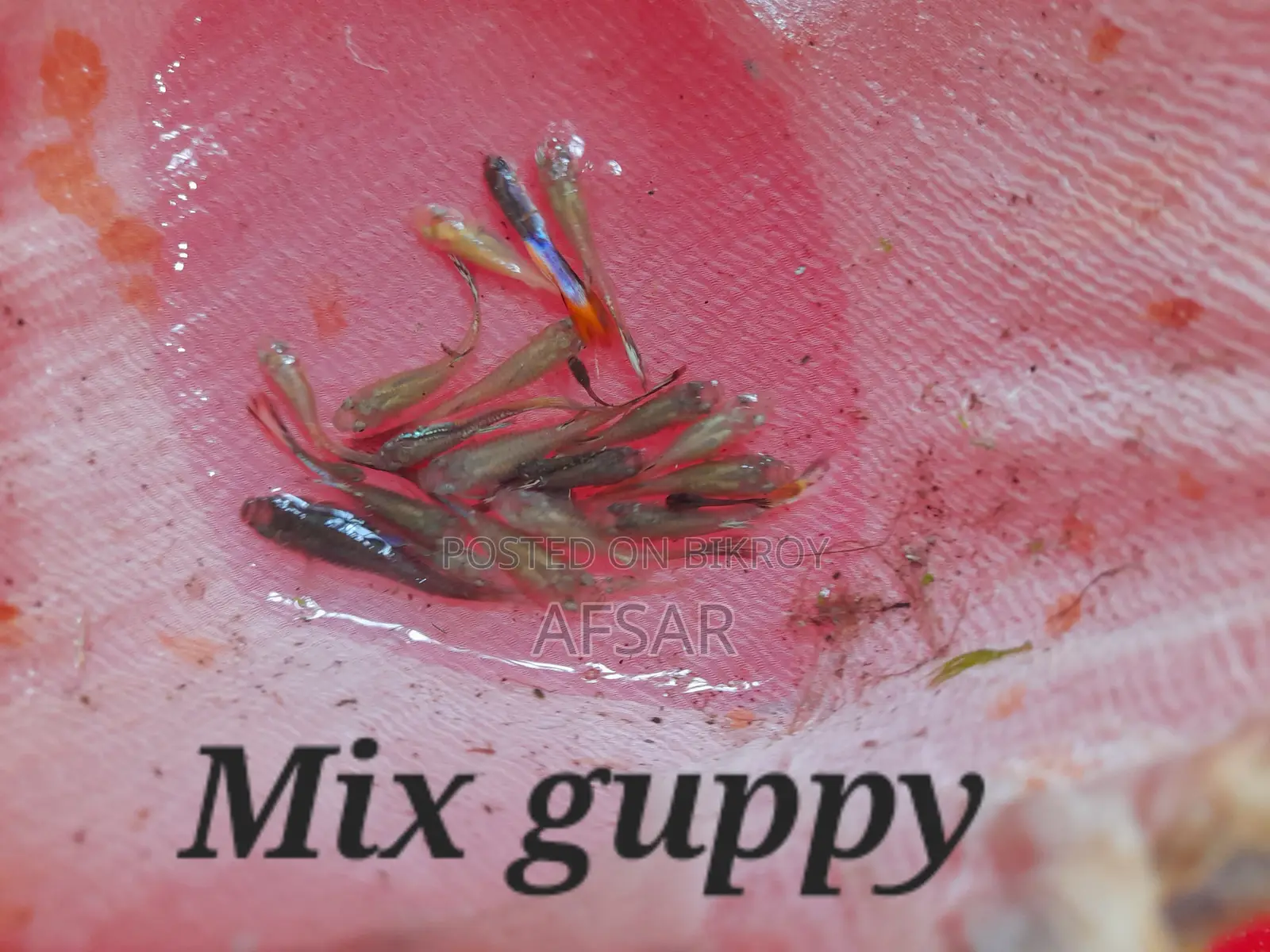 Guppy Fish