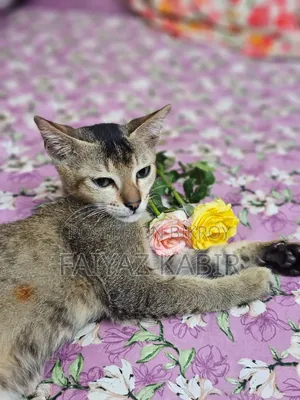1-3 Months Male Purebred Cat