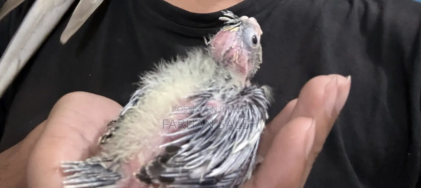 3 Piece Cockatiel Baby For Sale