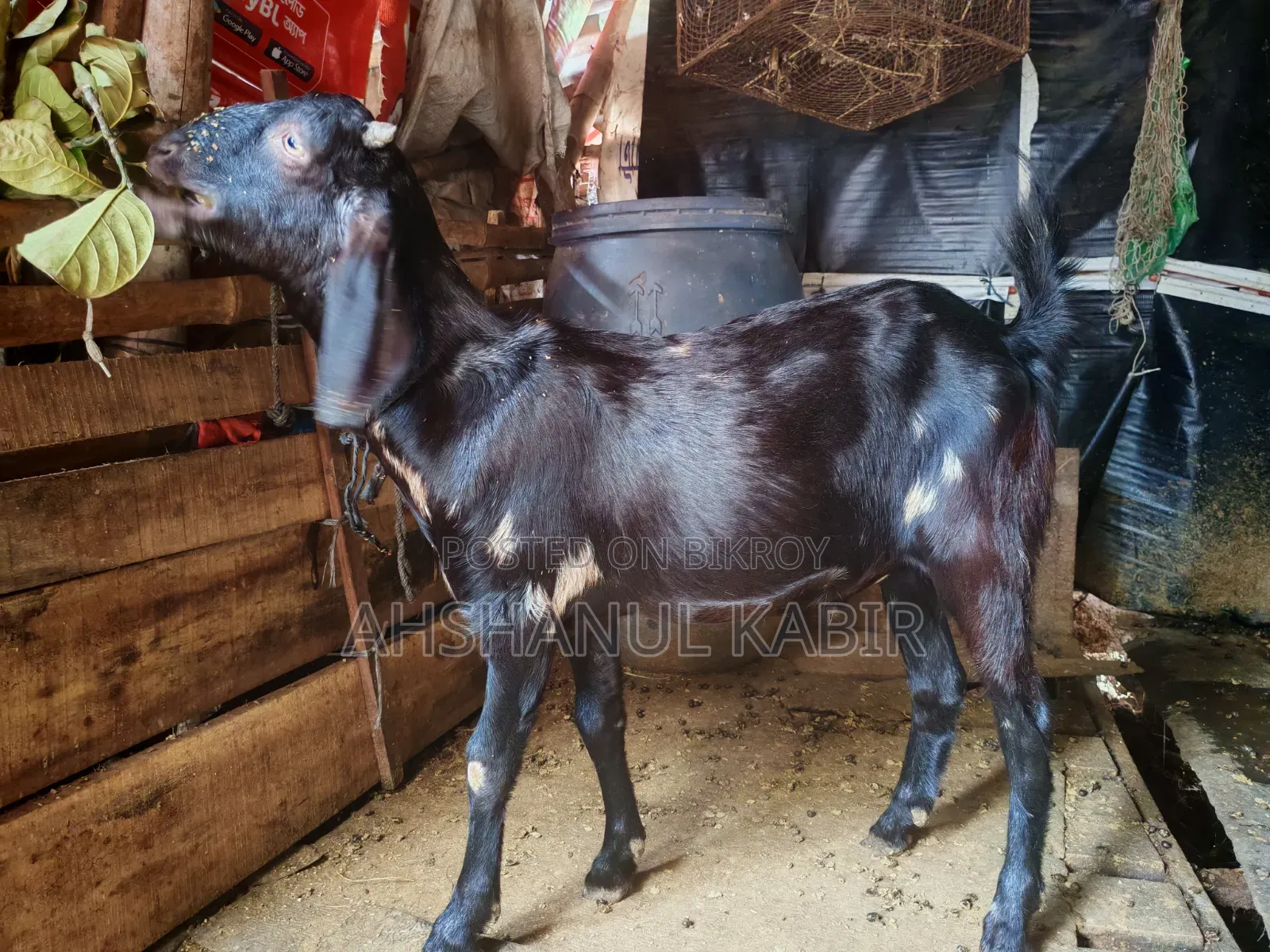 কুরবানির খাশি