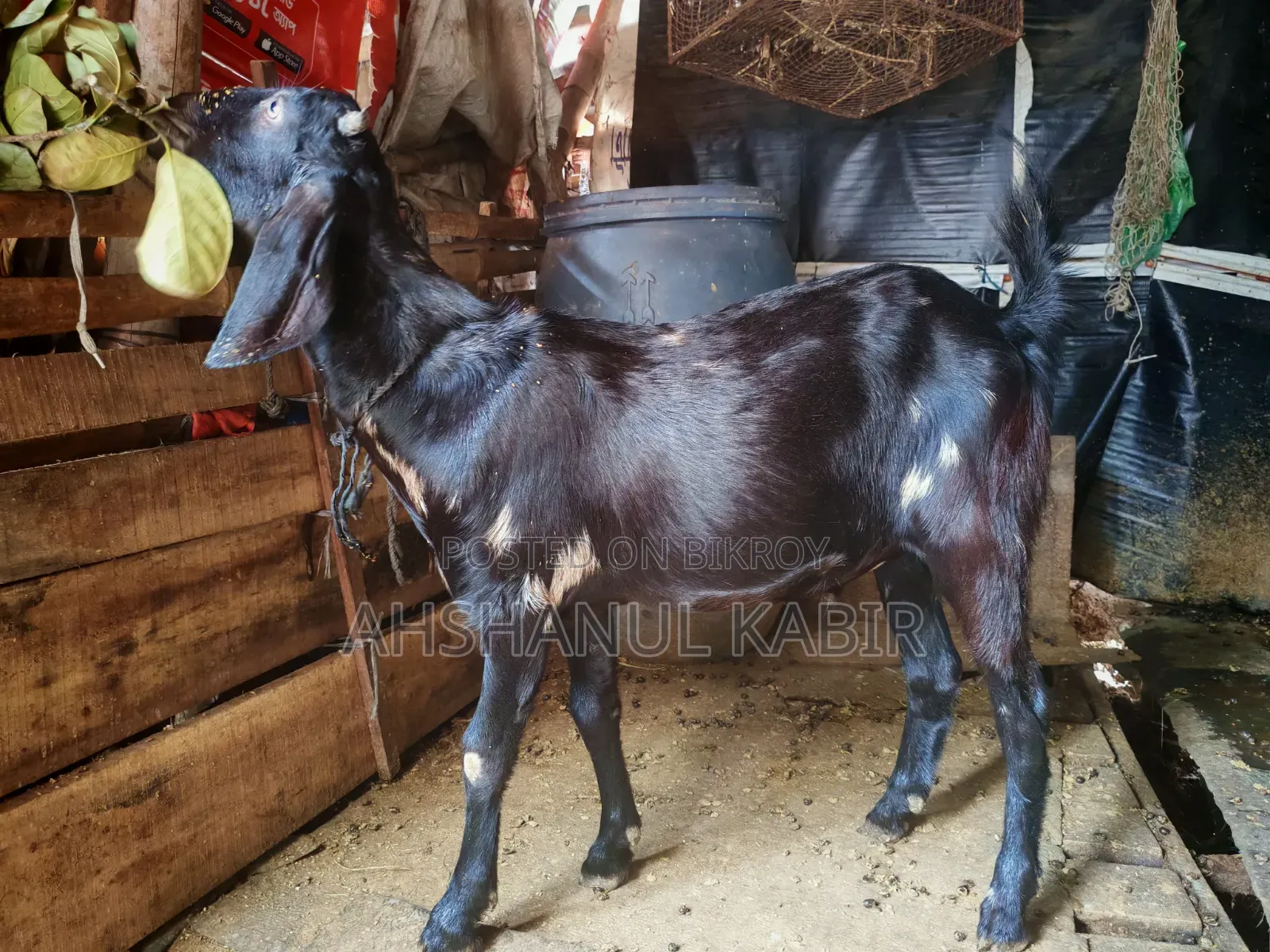 কুরবানির খাশি