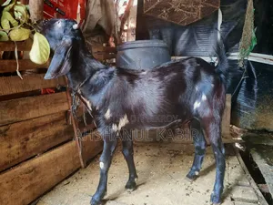 কুরবানির খাশি