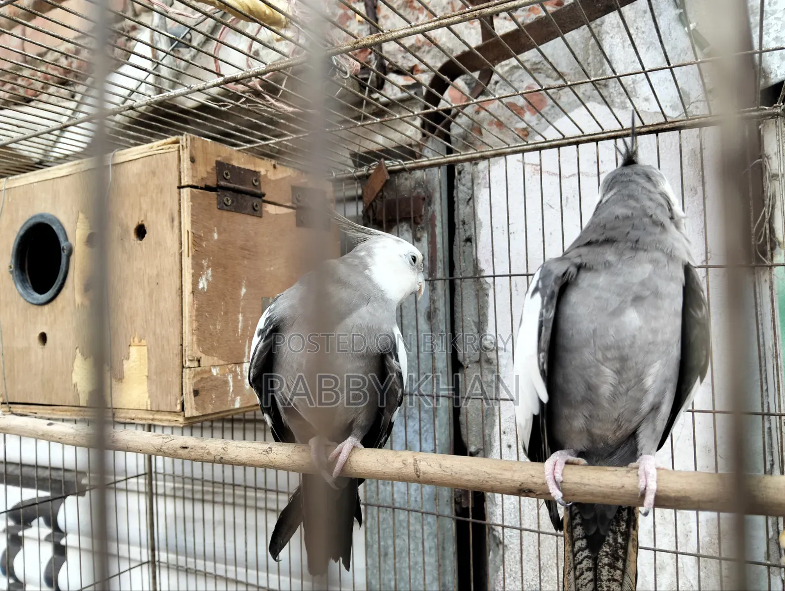 Pakhii Cockatiel