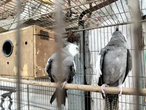 Pakhii Cockatiel