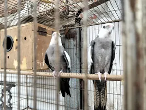 Pakhii Cockatiel