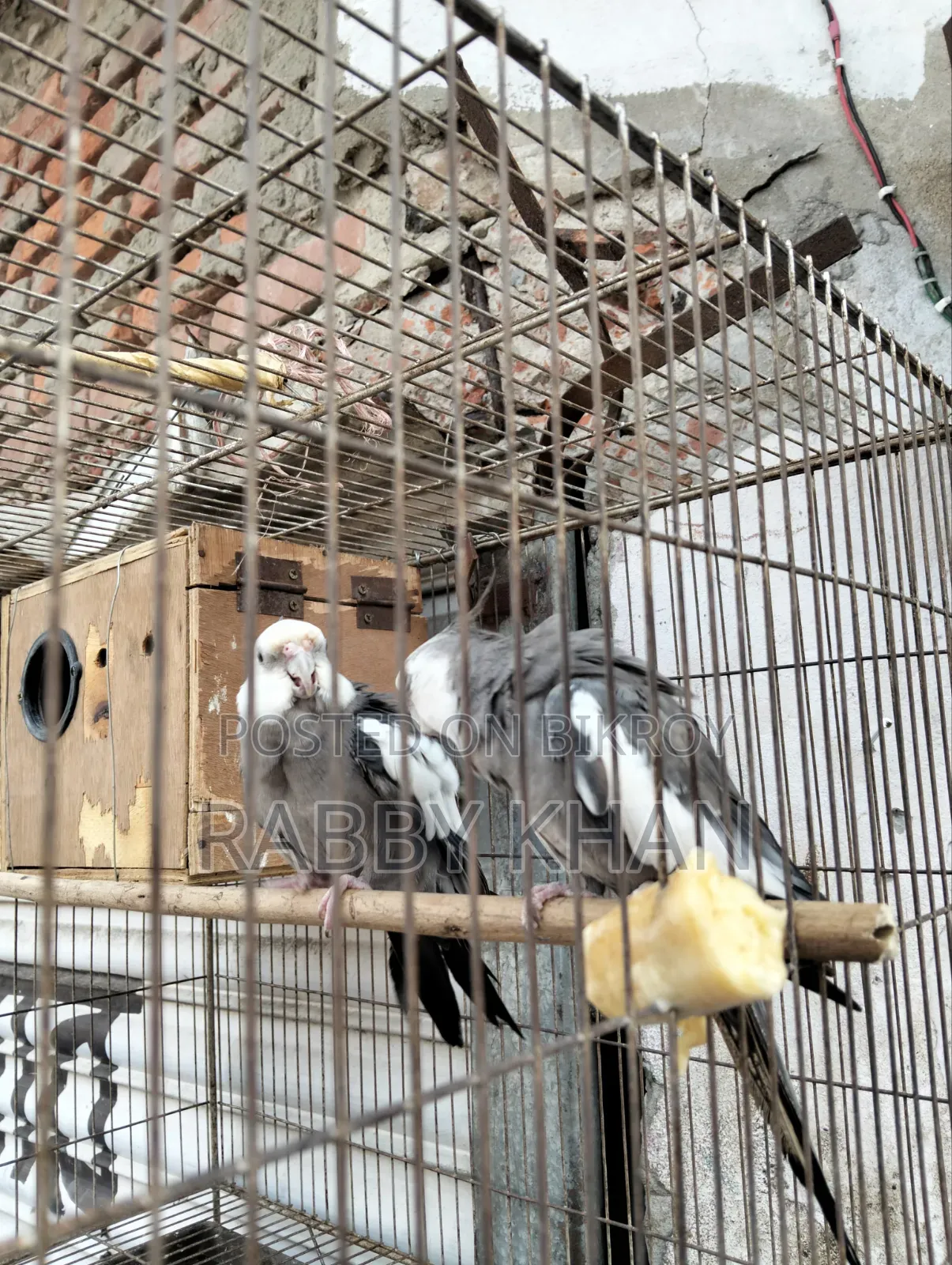 Pakhii Cockatiel
