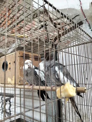Pakhii Cockatiel