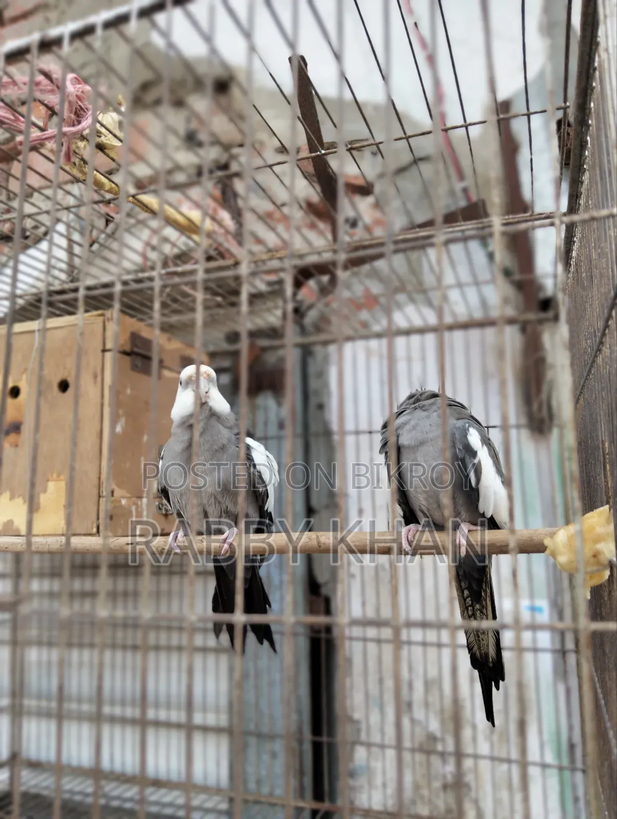 Pakhii Cockatiel
