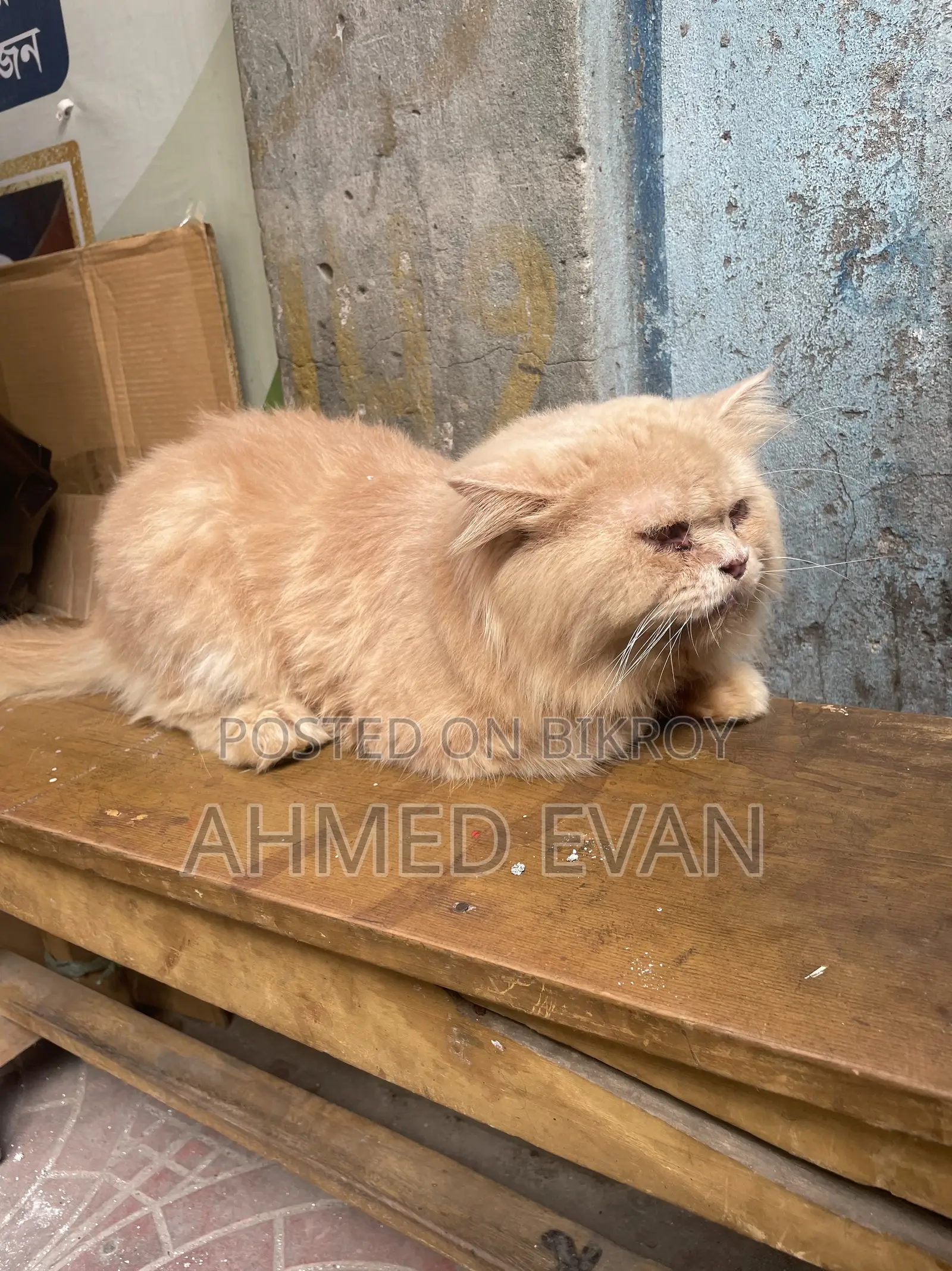 1+ Year Male Purebred Persian