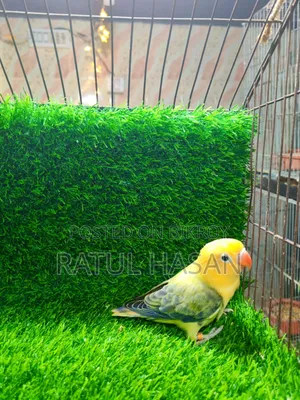 Perblue Ewing Oppaline Lovebird