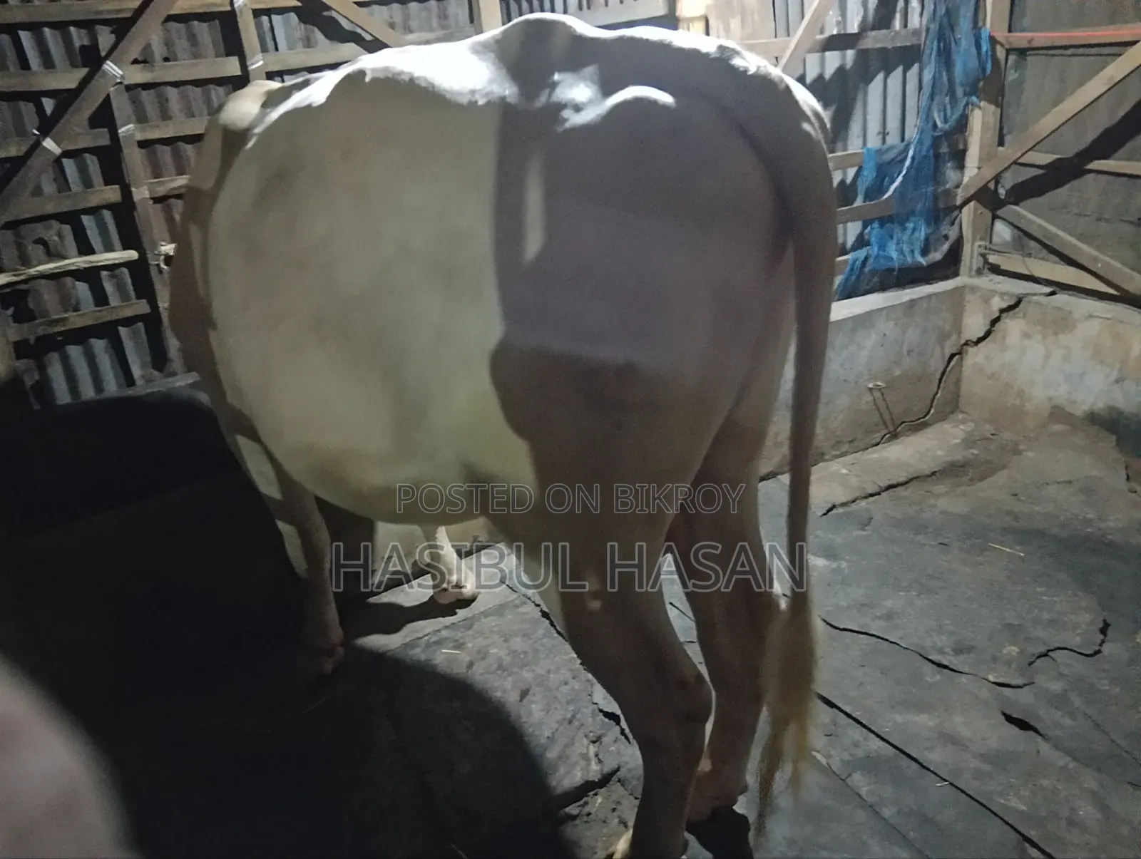 ফ্রীজিয়ান ষাড় গরু