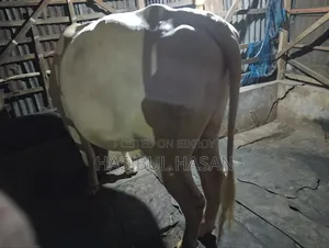 ফ্রীজিয়ান ষাড় গরু