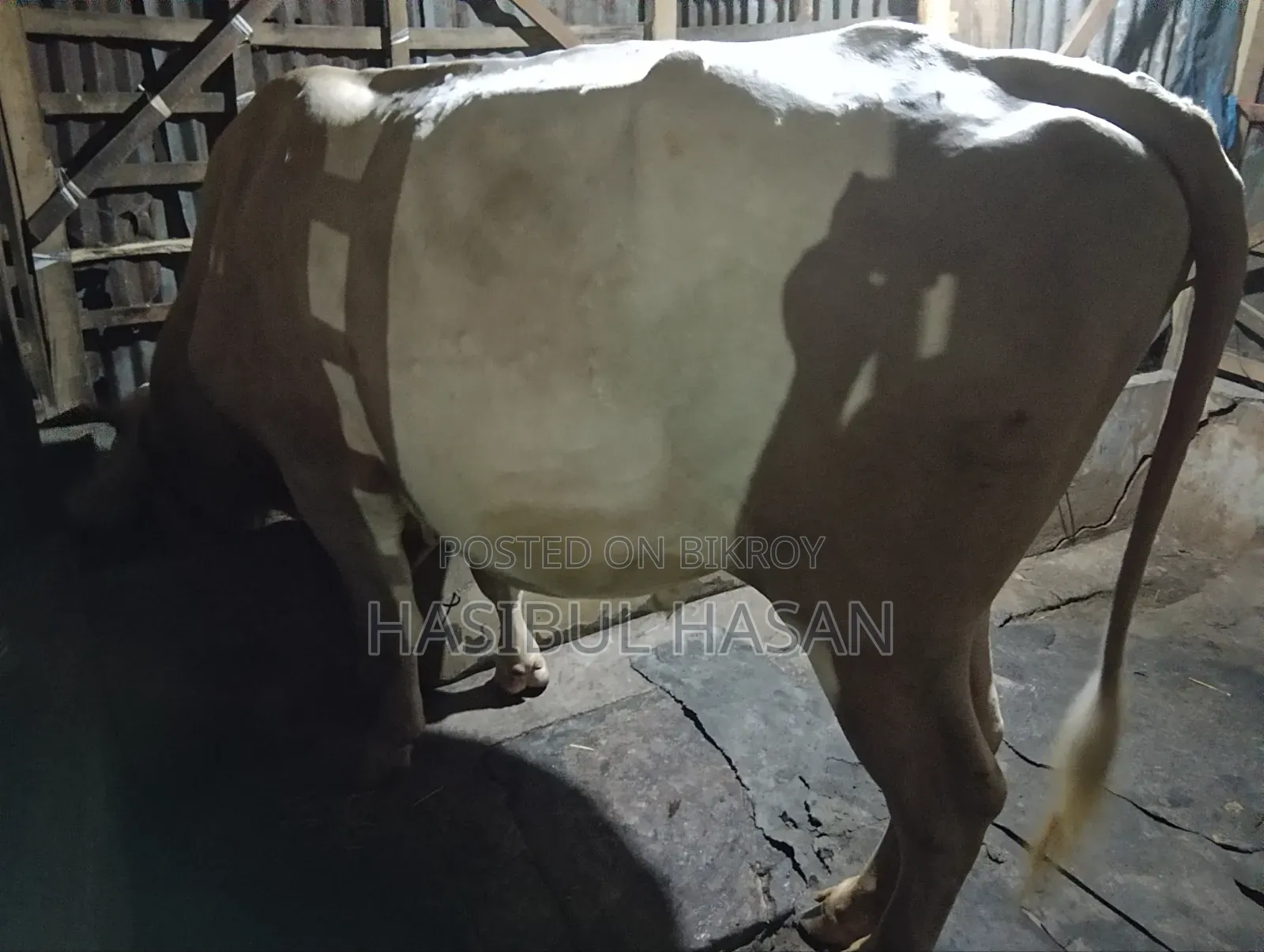 ফ্রীজিয়ান ষাড় গরু