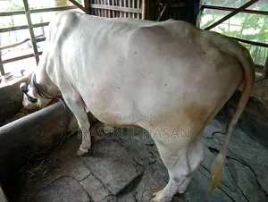 ফ্রীজিয়ান ষাড় গরু