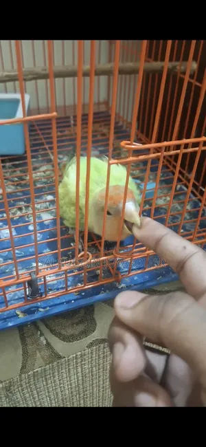 Very Friendly Adult Love Bird