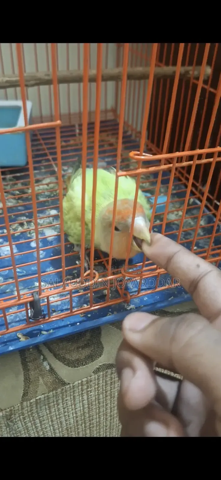 Very Friendly Adult Love Bird