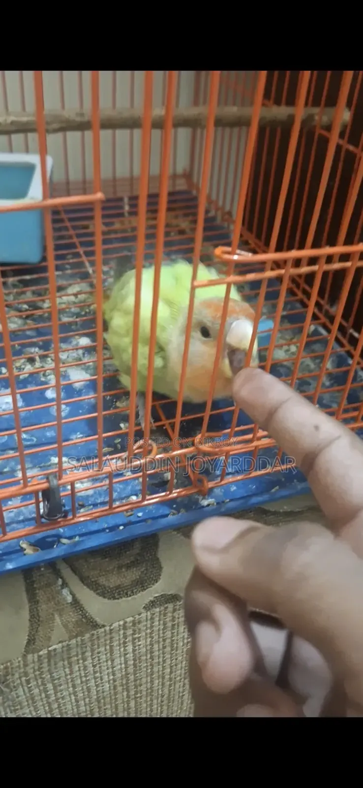 Very Friendly Adult Love Bird
