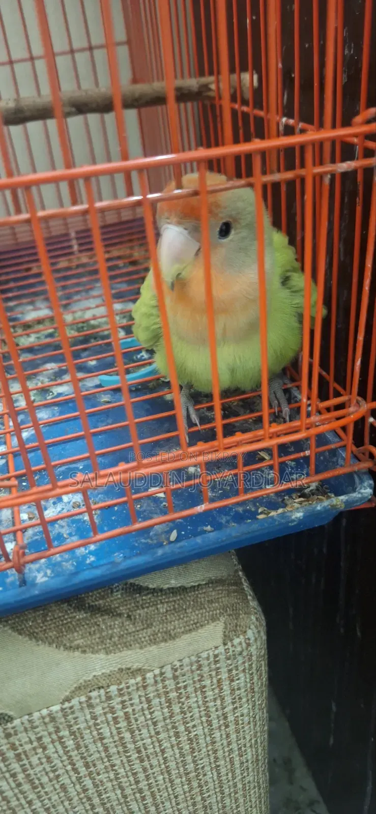 Very Friendly Adult Love Bird