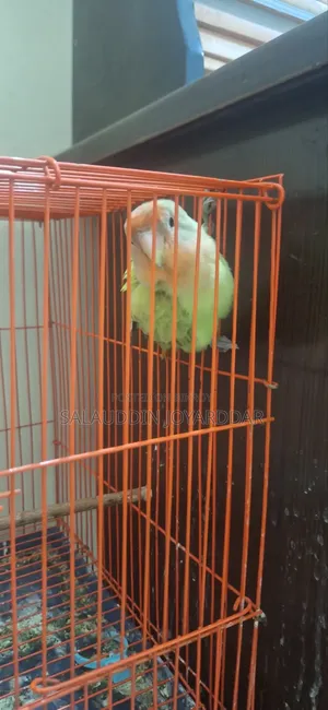 Very Friendly Adult Love Bird