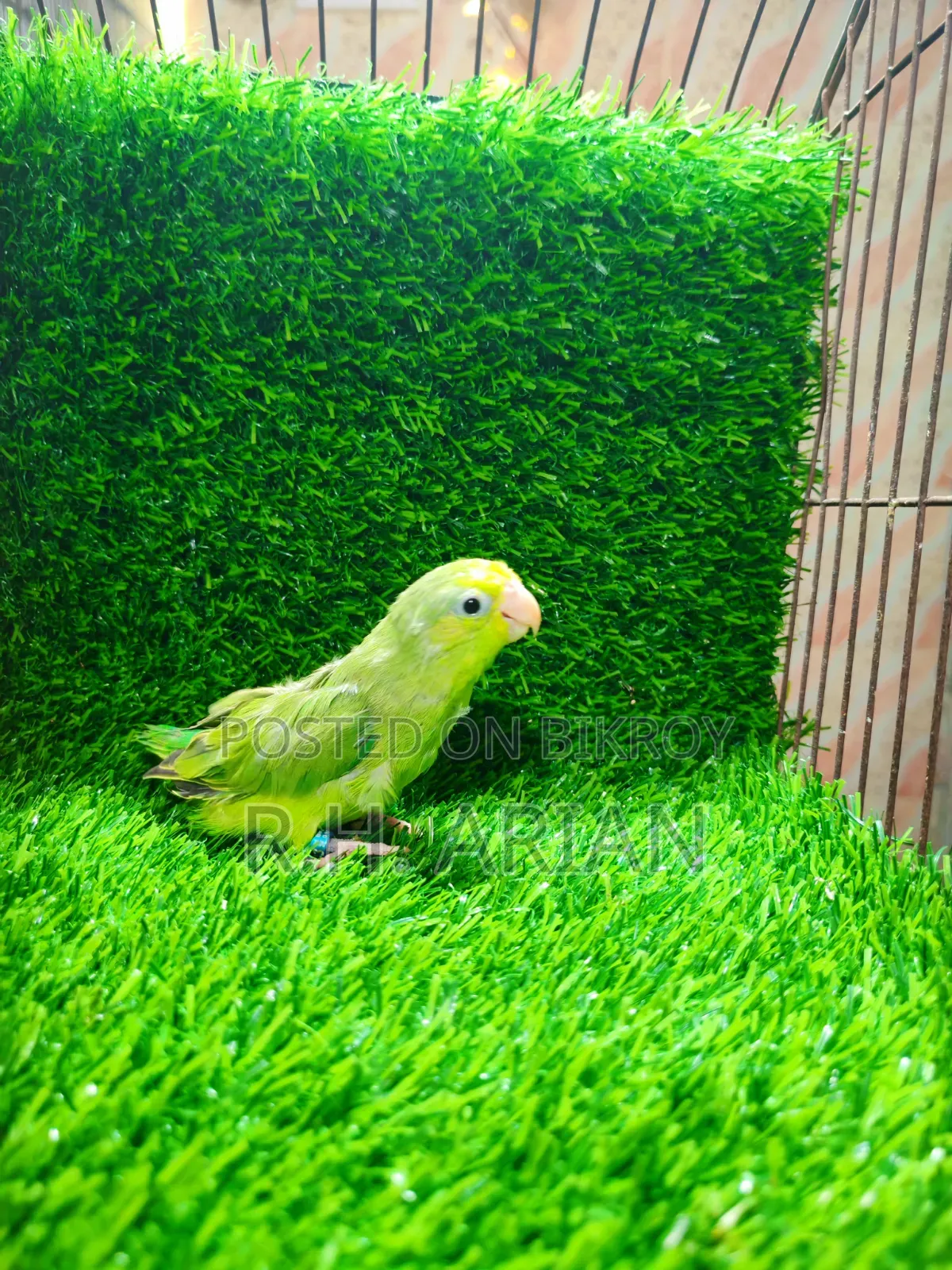 Forpus Bird