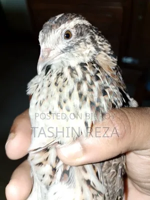 কোয়েল পাখি ২ পিস