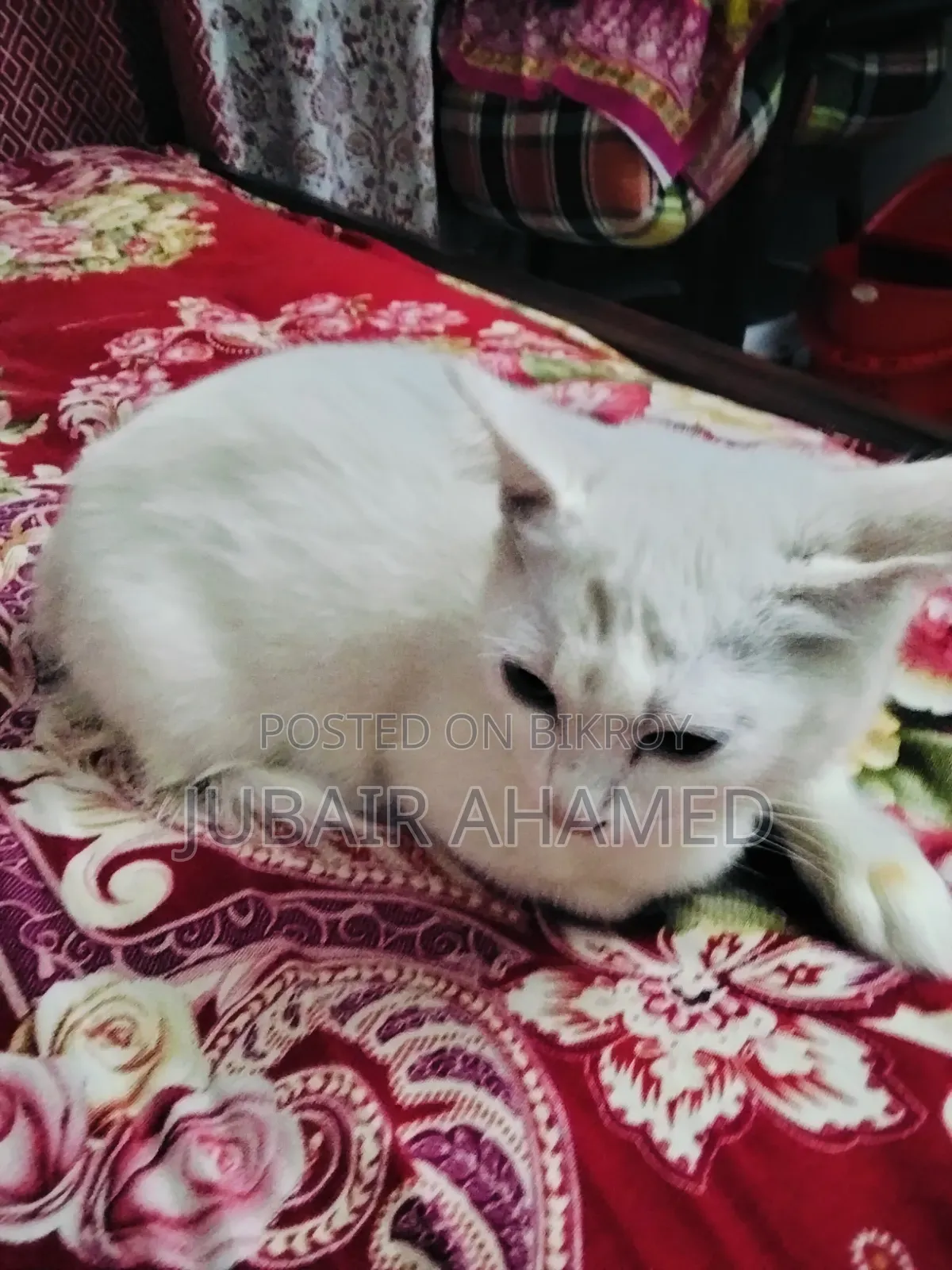 1-3 Months Male Mixed Breed Cat