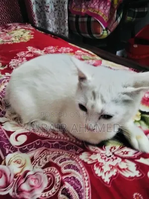 1-3 Months Male Mixed Breed Cat