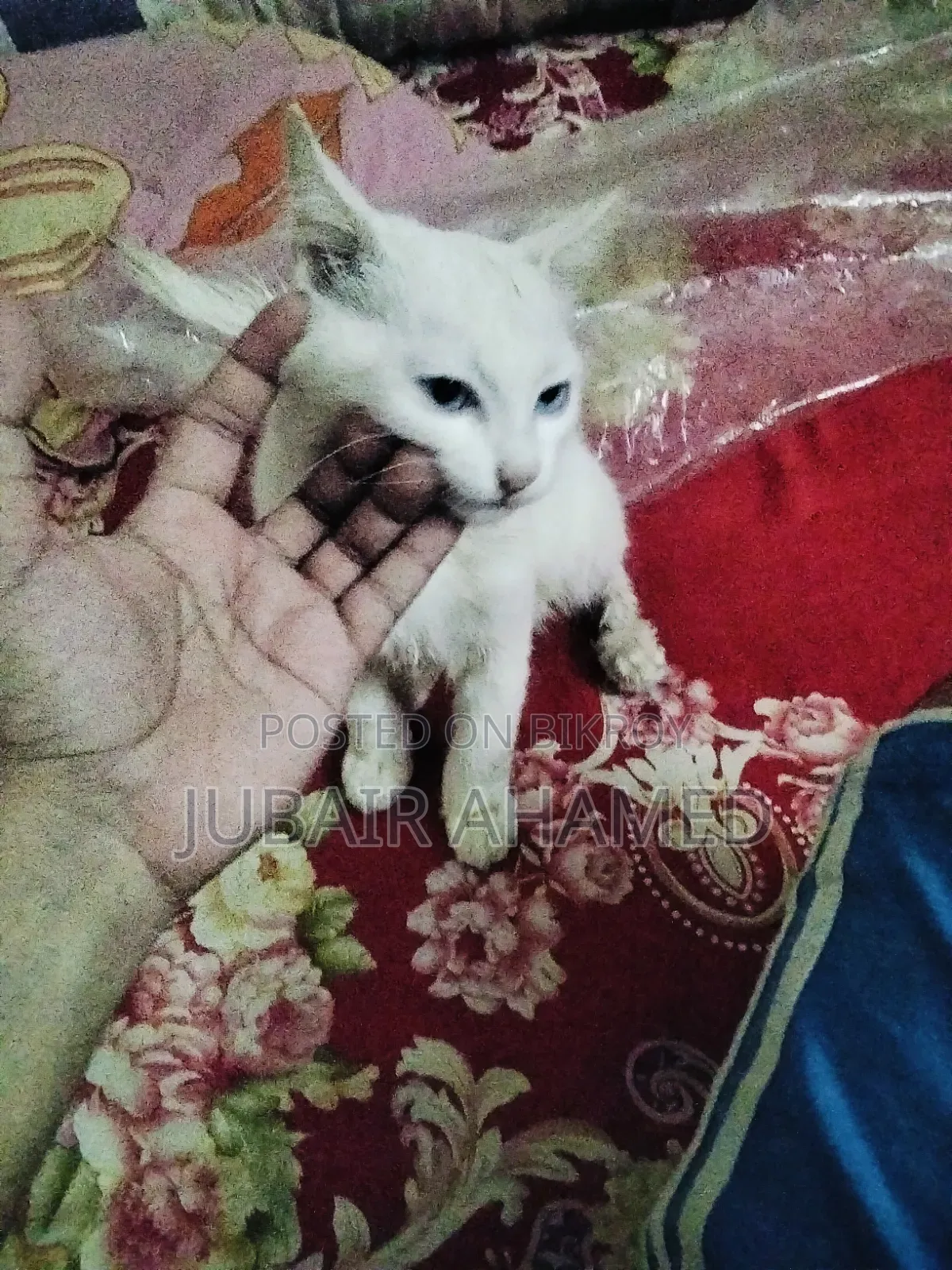 1-3 Months Male Mixed Breed Cat