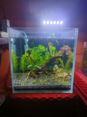 Aquarium Full Setup