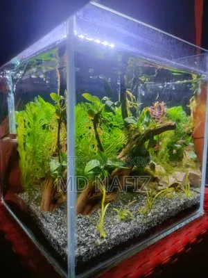 Aquarium Full Setup