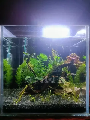 Aquarium Full Setup