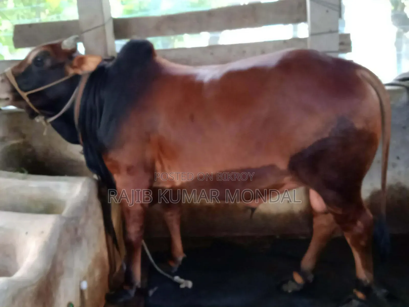 শাহিওয়াল গরু