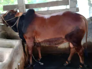 শাহিওয়াল গরু