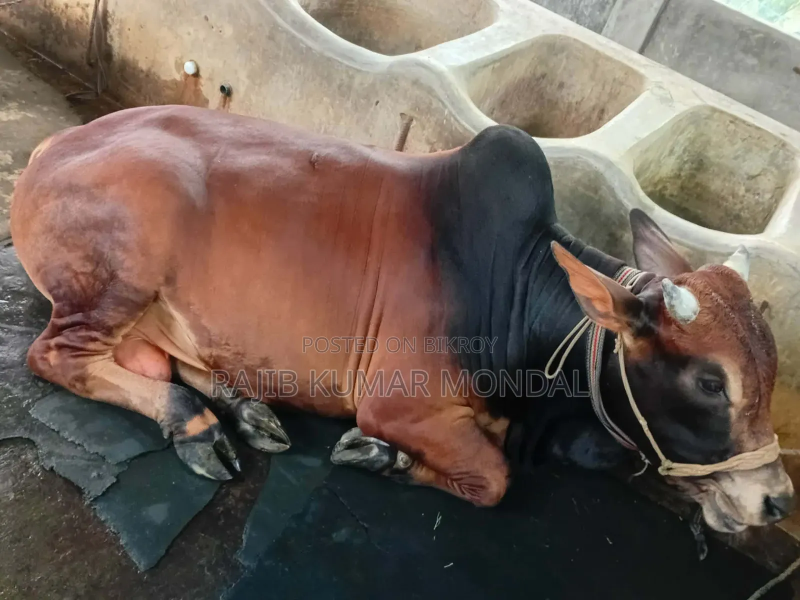 শাহিওয়াল গরু