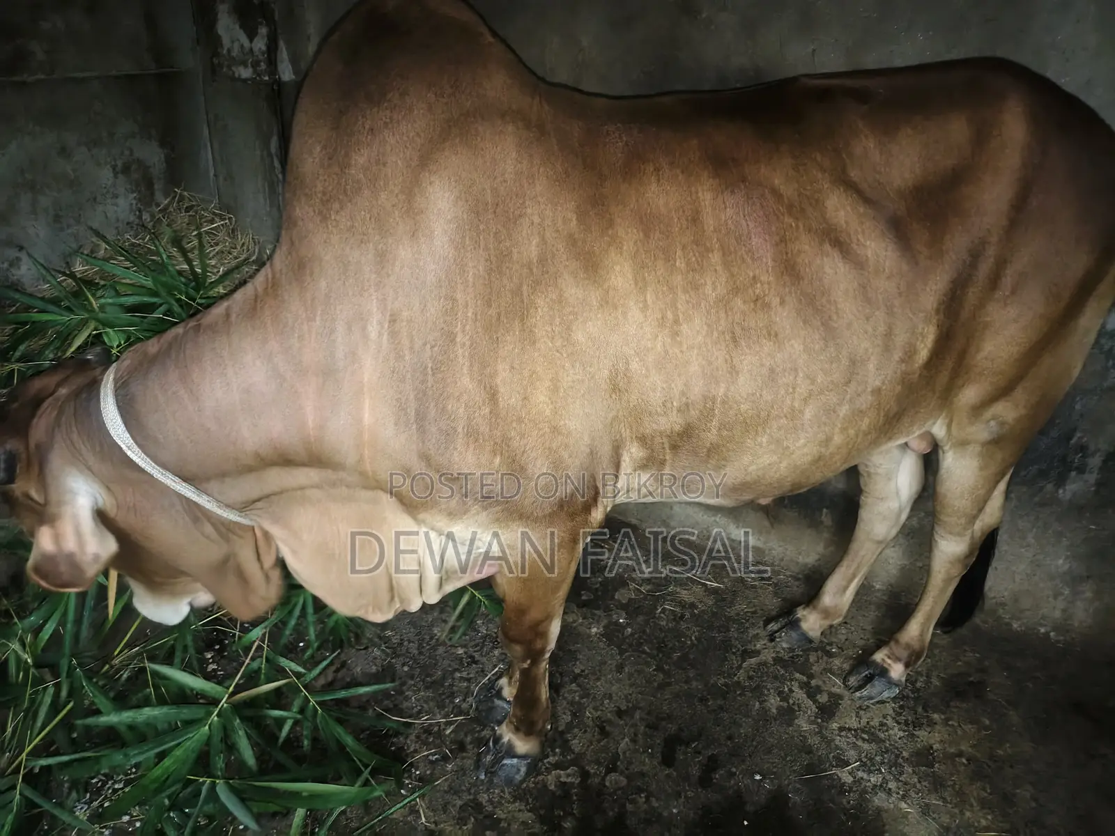 কোরবানির জন্য একটি সুন্দর গরু বিক্রয় করা হবে