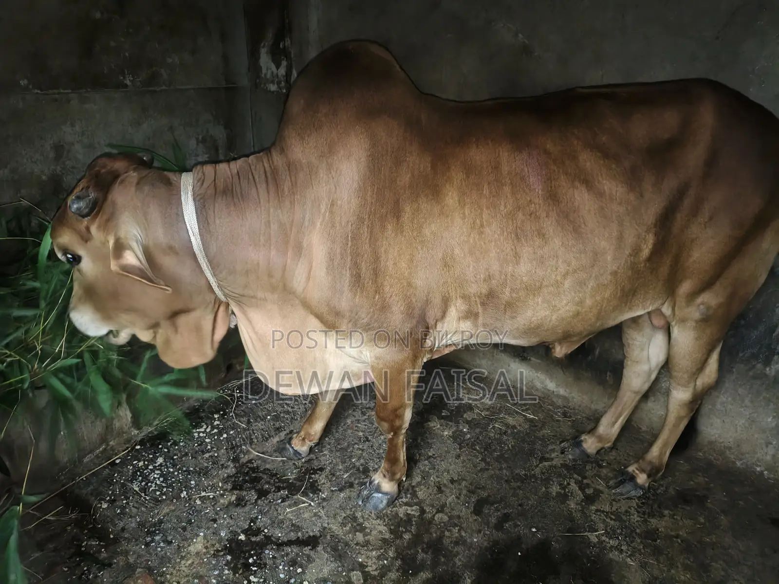 কোরবানির জন্য একটি সুন্দর গরু বিক্রয় করা হবে