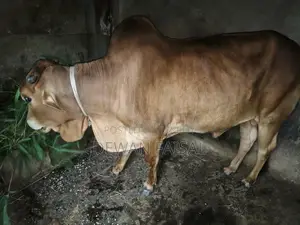 কোরবানির জন্য একটি সুন্দর গরু বিক্রয় করা হবে